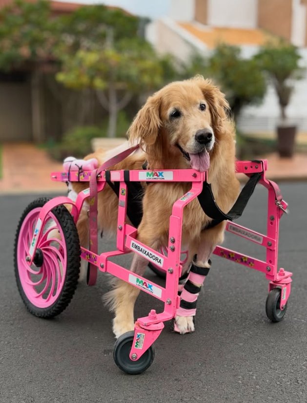 Golden Retriever embaixadora Max Locomotion